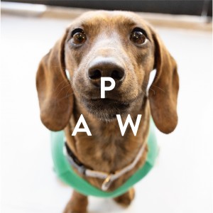 PAWS_banner